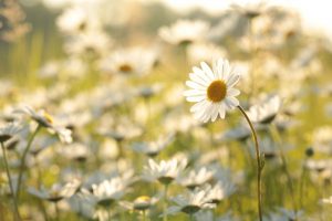 Asthma Triggers are all around us, bringing pollen, mold, and dust.